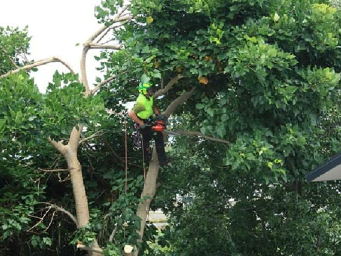 Climber in a hi-vis shirt and helmet working with a chainsaw inside the canopy of a leafy tree beside a house