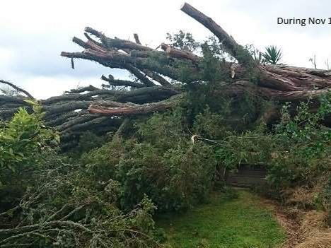During: the same tree felled, its branches spread across the garden