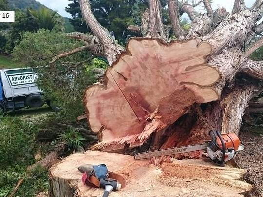 During: the huge base of the trunk cut through with a chainsaw, the Glenn Taylor arborist truck behind